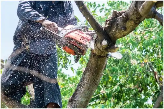 tree services Meadowood